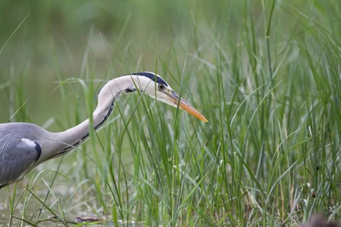 Grey Heron (Ardea cinerea), Serbia