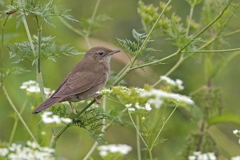 River Warbler (Locustella fluviatilis), Saxony, Germany