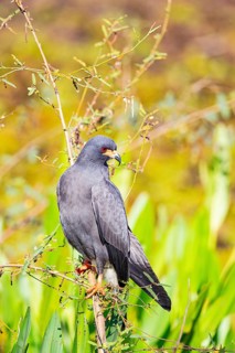Snail Buzzard (Rostramus sociabilis) Pantanal Brazil