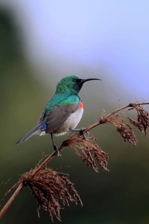 Cape Sunbird (Cinnyris chalybeus), adult, male, in perch, Kirstenbosch Botanical Gardens, Cape