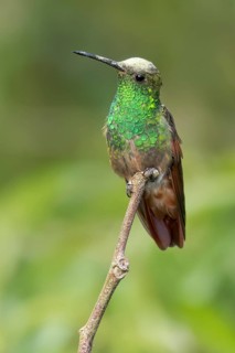 Berylline Hummingbird (Amazilia beryllina) perched on a branch in Oaxaca, Mexico