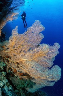 Large fan of horn coral (Annella mollis) Fan coral growing on steep wall Dropoff of living intact