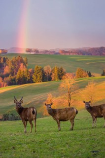 Two female sambar deer and a stag (Rusa unicolor) stand in a meadow with a rainbow behind them