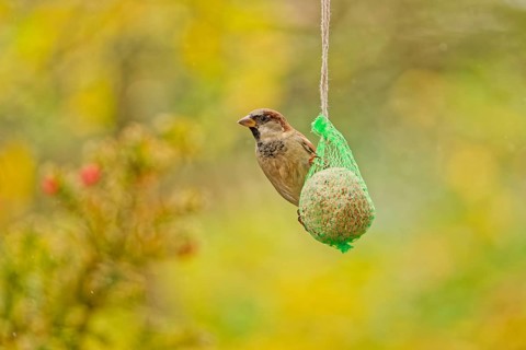 House sparrow (Passer domesticus) feeding from hanging suet feeder during light rain in autumn