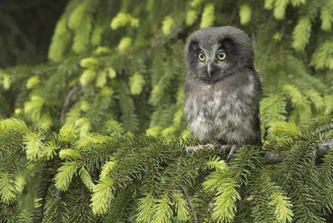 Boreal Owl (Aegolius funereus), Saxony, Germany