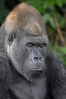 Western lowland gorilla (Gorilla gorilla gorilla) with eyes closed, Réserve Lésio-Louna nature