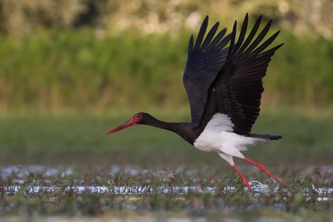 Black Stork (Ciconia nigra) taking flight, Tiszaalpár, Hungary