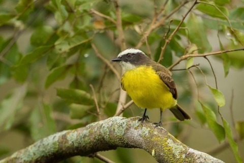 Lesser Kiskadee (Philohydor lictor) perched on a branch, Bolivia