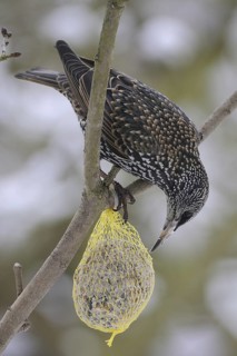 Common Starling (Sturnus vulgaris), North Rhine-Westphalia, Germany