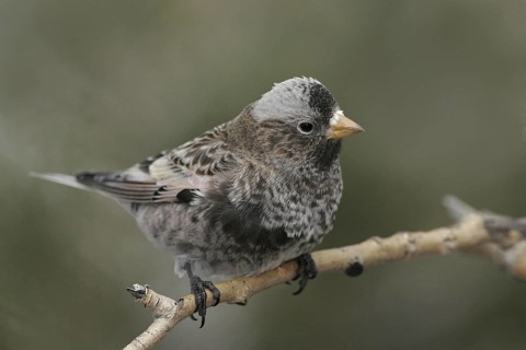 Black Rosy Finch (Leucosticte atrata), New Mexico, USA