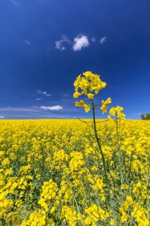 Flowering field of Rapeseed (Brassica napus) on a sunny day with blue sky, green trees and some
