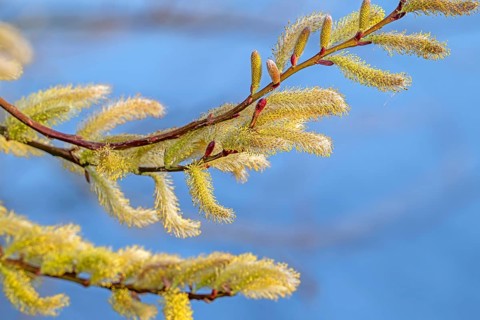 Close-up of flowering yellow male catkins of willow (Salix spec.) in spring