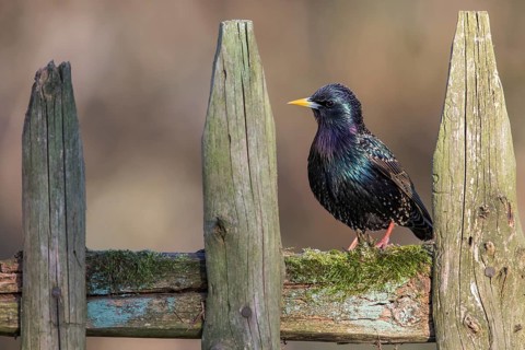 Common Starling (Sturnus vulgaris) perched on a wooden fence, Poland