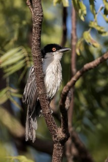 Northern Puffback (Dryoscopus gambensis) male perched on a branch, Gambia