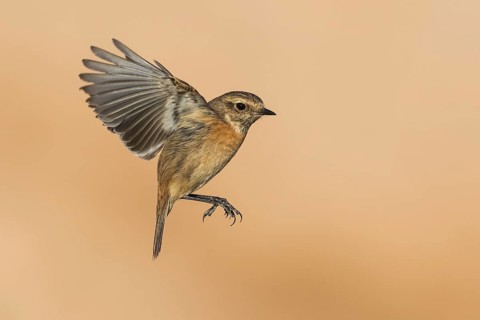 European Stonechat (Saxicola rubicola) female flying, Eilat, Israel