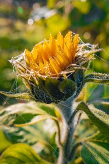 Macro photograph of a sunflower with morning dew and cobwebs in the sunlight, Gechingen, Black