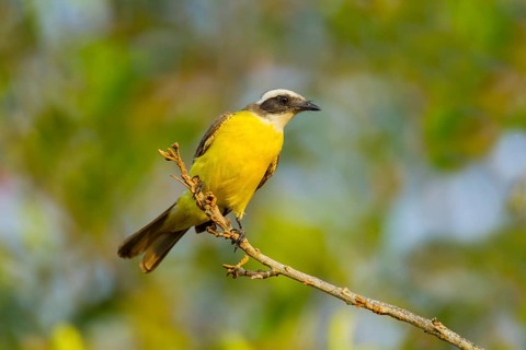 Social Flycatcher Myiozetetes similis primulus El Tuito, Jalisco, Mexico 14 June Adult Tyrannidae