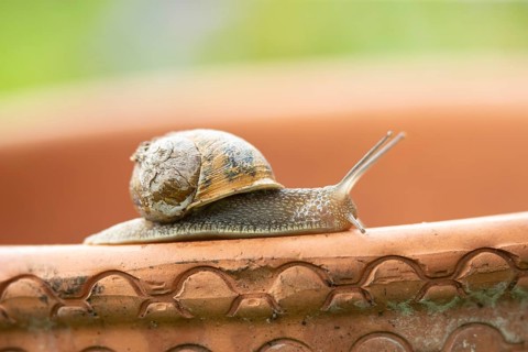 Garden snail (Cornu aspersum) adult gastropod molluscs on a garden plant pot in summer, England,