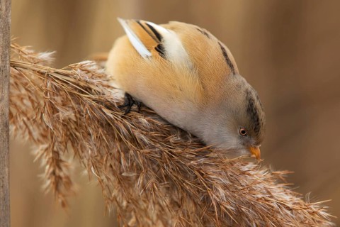 Bearded Reedling (Panurus biarmicus) female foraging, Saxony, Germany