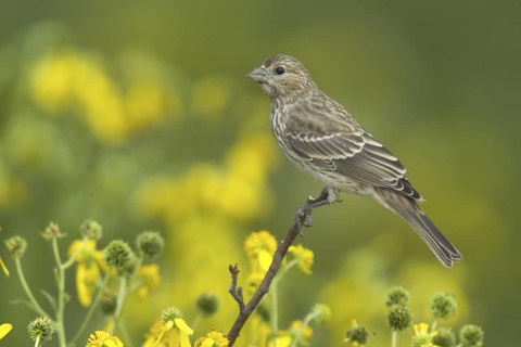 House Finch (Haemorhous mexicanus), Ohio, USA