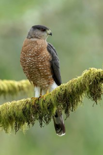 Coopers Hawk (Accipiter cooperii) perched on a branch in Victoria, BC, Canada