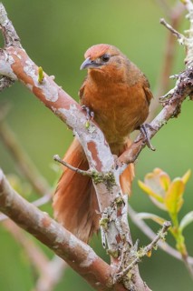 Orange-eyed Thornbird (Phacellodomus erythrophthalmus) perched on a branch in the Atlantic