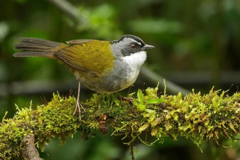 Grey-browed Brush Finch (Arremon assimilis) perched on a branch in the Andes Mountains of Colombia