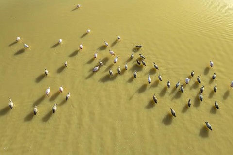 Aerial view of a flock of flamingos gracefully standing in the serene waters of Laguna Grande,