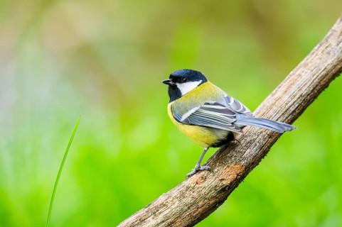 Great tit (Parus major) sitting on stem of a reed at a swamp, Bavaria, Germany