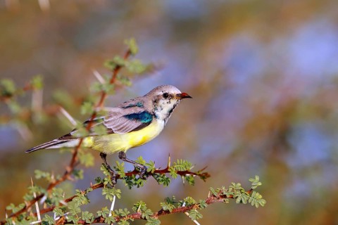 Honeybird, (Anthodiaeta metallica), perching bird, honey sucker, family of passerines, animals,