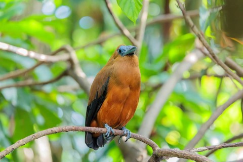 A capuchin bird (Perissocephalus tricolor) sits on a branch in a green tropical forest. It is found