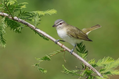 Red-eyed Vireo (Vireo olivaceus) perched on a twig, Texas, USA
