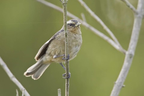 Cinereous Conebill (Conirostrum cinereum), Ecuador
