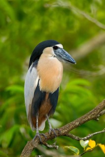 Boat-billed Heron Cochlearius cochlerius San Blas, Nayarit, Mexico 7 June Adult Ardeidae