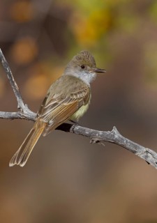 Dusky-capped Flycatcher (Myiarchus tuberculifer), Arizona, USA