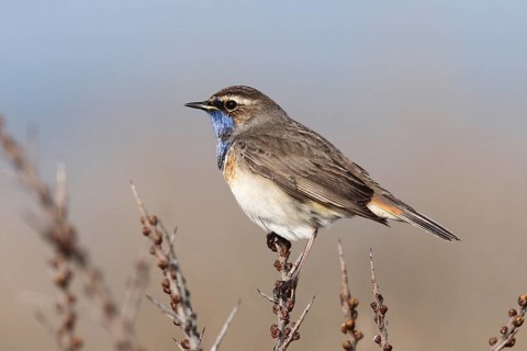 Bluethroat (Luscinia svecica cyanecula) male, Texel, Netherlands