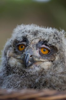 Portrait of an juvenile Eurasian Eagle Owl, Bubo bubo. Green vegetation in the background