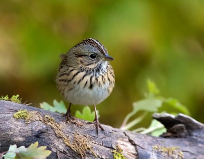 Lincoln's Sparrow, Melospiza lincolni, perched on a mossy log, in Saskatchewan, Canada