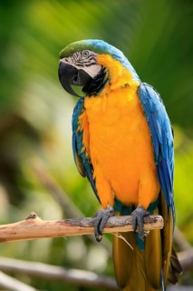 Yellow-breasted Macaw (Ara ararauna), adult, on wait, South America