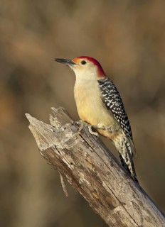 Red-bellied Woodpecker (Melanerpes carolinus), Ohio, USA