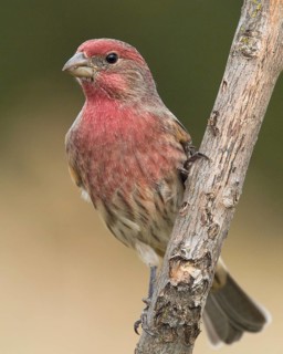 Male House Finch (Haemoneous mexicanus) perched on a branch