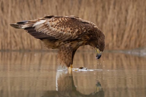 White-tailed Eagle (Haliaeetus albicilla) young bird on an ice rink, Pusztaszer, Hungary