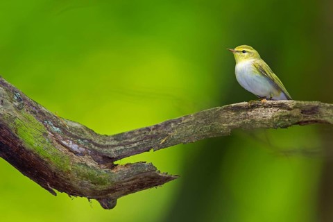 Wood warbler, (Phylloscopus sibilatrix), animals, birds, songbirds, perch, biotope, habitat,
