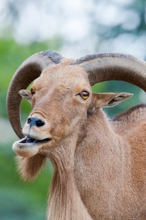 Barbary Sheep (Ammotragus lervia), Stuttgart, Baden-Wuerttemberg, Germany, Europe