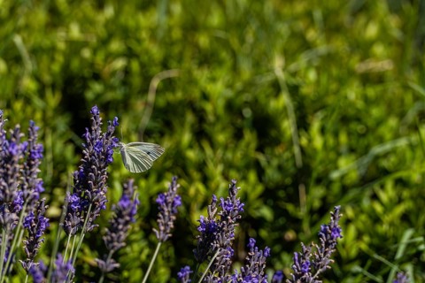 A serene meadow with vibrant lavender adorned by a delicate butterfly. The lush green background