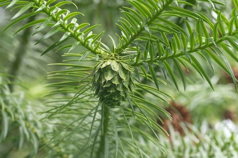 Chinese Norway spruce (Cunninghamia lanceolata), shoot, Weltwald Freising, Germany