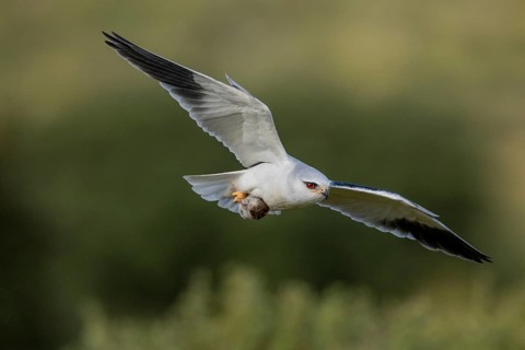 Slider (Elanus caeruleus), in flight with a vole, Extremadura, Spain