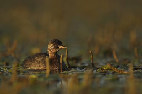 Little Grebe (Tachybaptus ruficollis), Piedmont, Italy