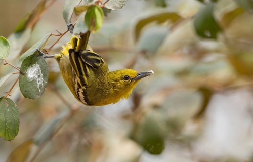 A female common iora (Aegithina tiphia) on a tree branch, Sreepur, Gazipur, Bangladesh