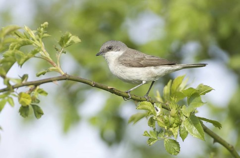 Lesser Whitethroat (Sylvia curruca), Mecklenburg-Western Pomerania, Germany